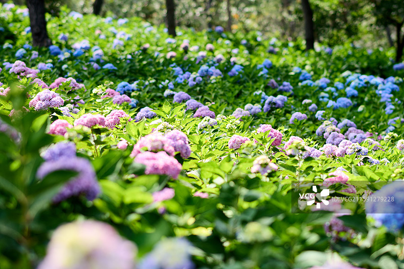 大连英歌石植物园盛开的绣球花（紫阳花、八仙花、粉团花）图片素材