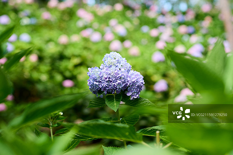 大连英歌石植物园盛开的绣球花（紫阳花、八仙花、粉团花）图片素材