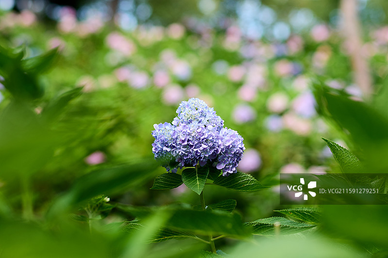 大连英歌石植物园盛开的绣球花（紫阳花、八仙花、粉团花）图片素材