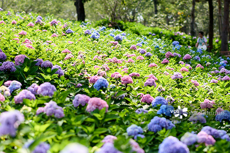 大连英歌石植物园盛开的绣球花（紫阳花、八仙花、粉团花）图片素材