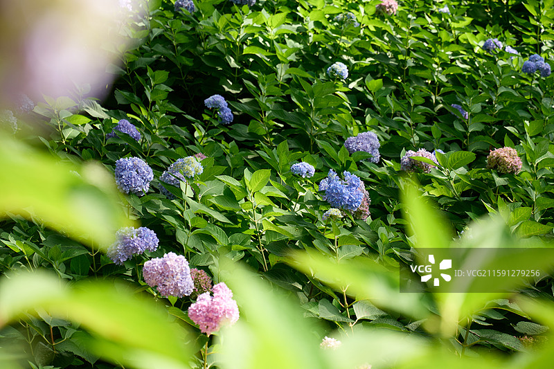 大连英歌石植物园盛开的绣球花（紫阳花、八仙花、粉团花）图片素材