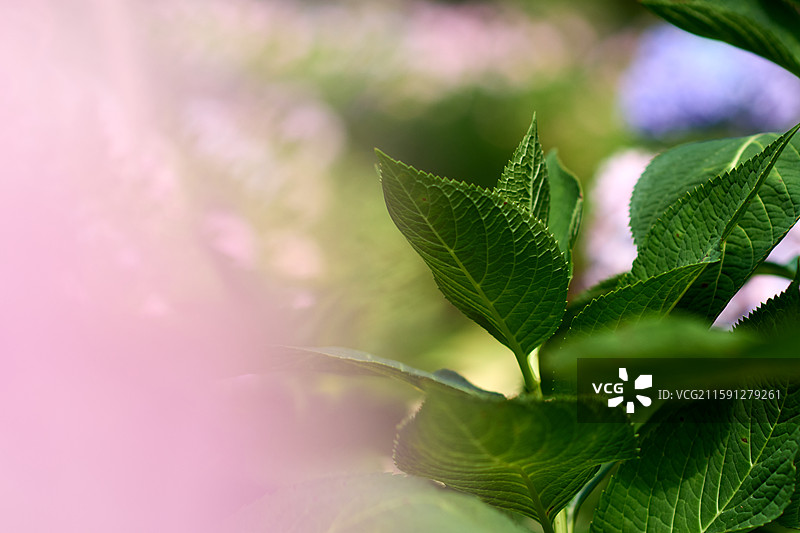 大连英歌石植物园盛开的绣球花（紫阳花、八仙花、粉团花）图片素材
