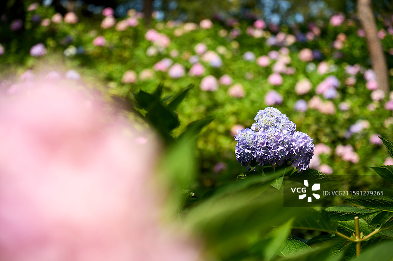 大连英歌石植物园盛开的绣球花（紫阳花、八仙花、粉团花）图片素材