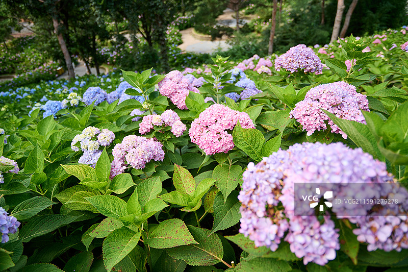 大连英歌石植物园盛开的绣球花（紫阳花、八仙花、粉团花）图片素材