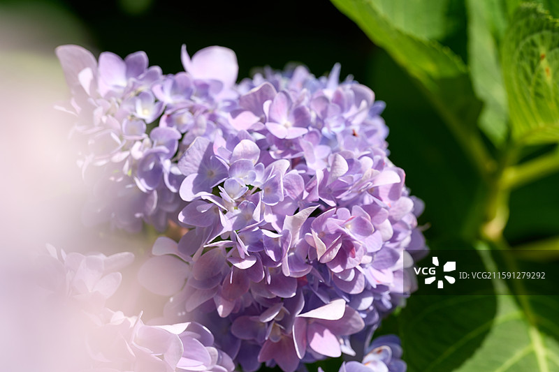 大连英歌石植物园盛开的绣球花（紫阳花、八仙花、粉团花）图片素材