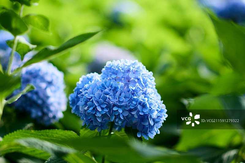 大连英歌石植物园盛开的绣球花（紫阳花、八仙花、粉团花）图片素材