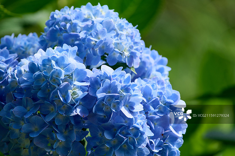 大连英歌石植物园盛开的绣球花（紫阳花、八仙花、粉团花）图片素材