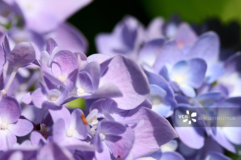 大连英歌石植物园盛开的绣球花（紫阳花、八仙花、粉团花）图片素材
