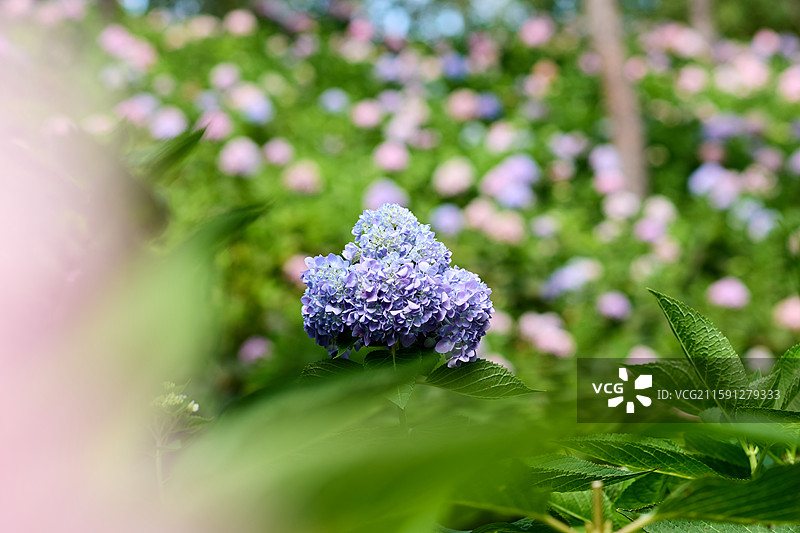 大连英歌石植物园盛开的绣球花（紫阳花、八仙花、粉团花）图片素材