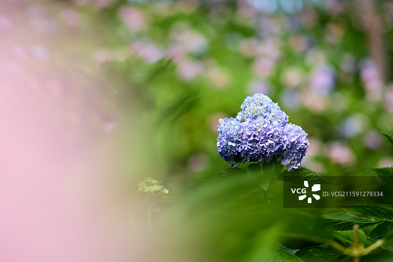 大连英歌石植物园盛开的绣球花（紫阳花、八仙花、粉团花）图片素材