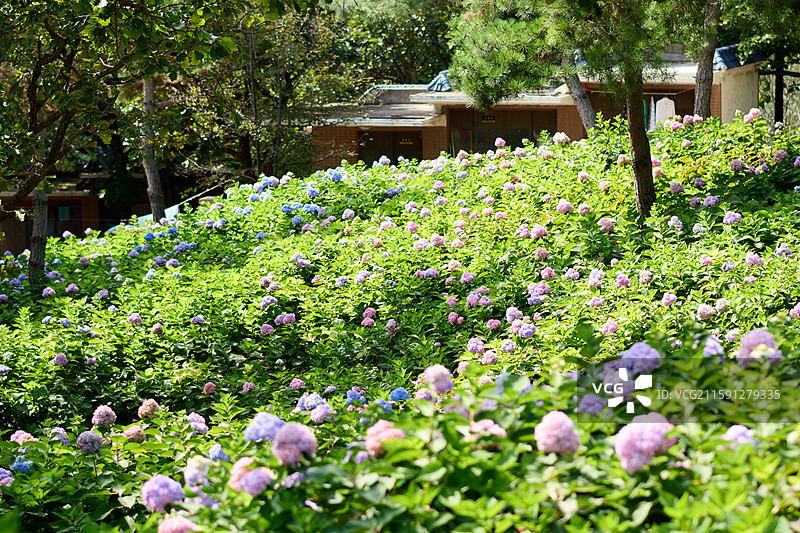 大连英歌石植物园盛开的绣球花（紫阳花、八仙花、粉团花）图片素材