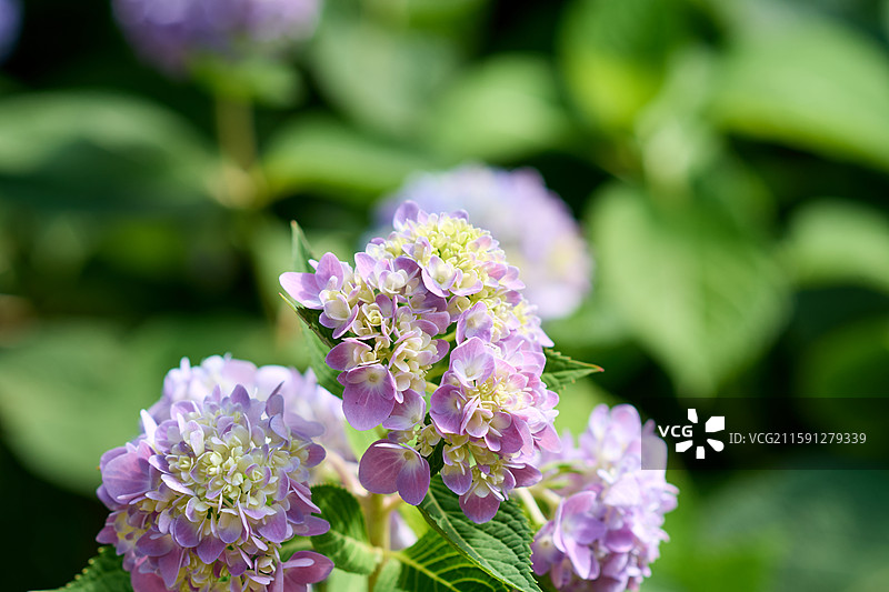 大连英歌石植物园盛开的绣球花（紫阳花、八仙花、粉团花）图片素材