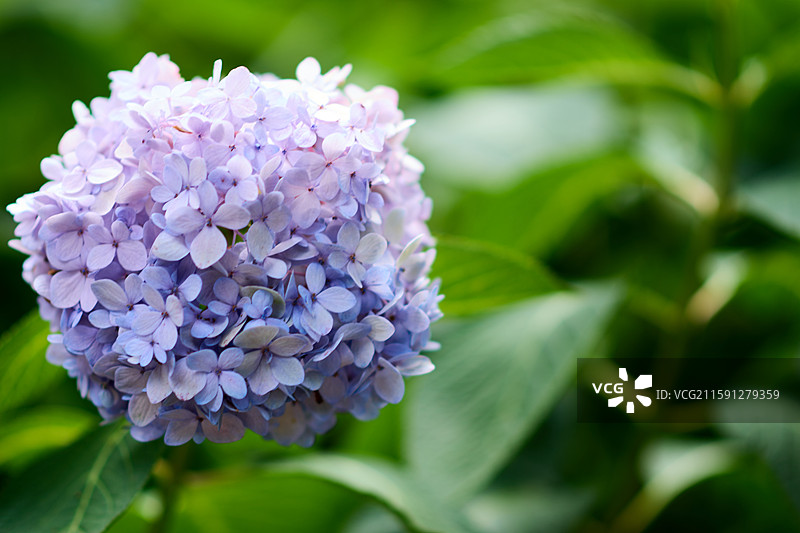 大连英歌石植物园盛开的绣球花（紫阳花、八仙花、粉团花）图片素材