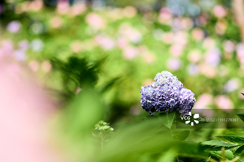 大连英歌石植物园盛开的绣球花（紫阳花、八仙花、粉团花）图片素材