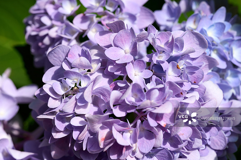 大连英歌石植物园盛开的绣球花（紫阳花、八仙花、粉团花）图片素材
