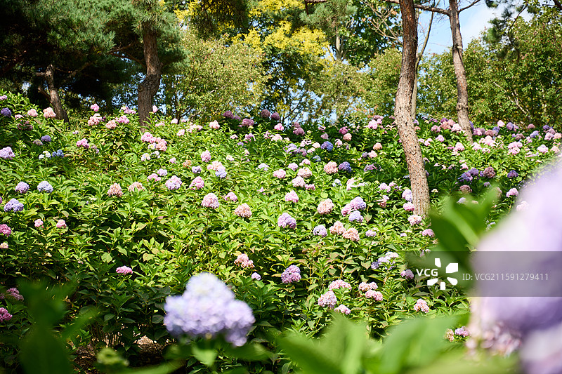 大连英歌石植物园盛开的绣球花（紫阳花、八仙花、粉团花）图片素材
