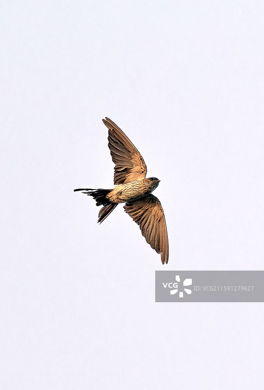 金腰燕图片素材