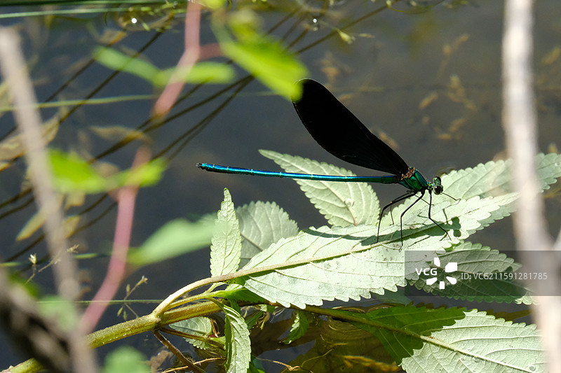 石家庄五岳寨风景区的蜻蜓。留白设计素材图片素材