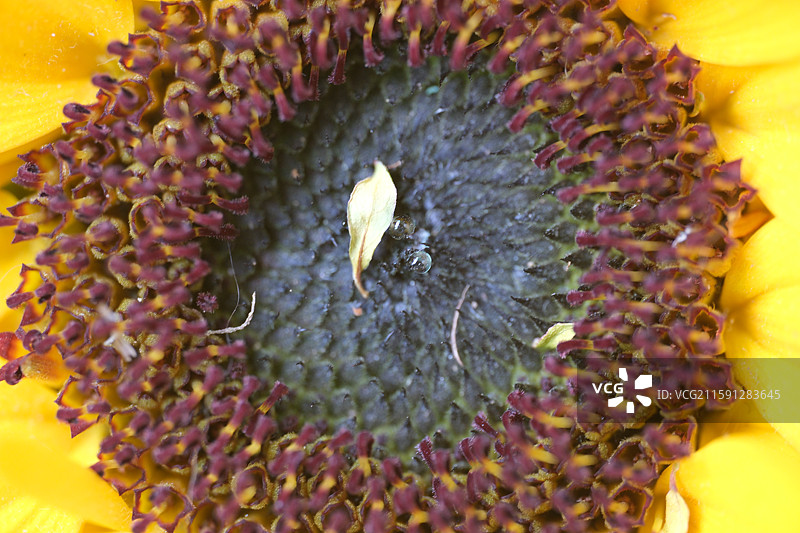 各种花与植物组图。石榴花。龙葵。豆角。茄子花。向日葵花。杜鹃。黄色圣女果。小西红柿。科普背景图图片素材