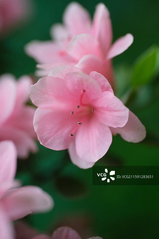 各种花与植物组图。石榴花。龙葵。豆角。茄子花。向日葵花。杜鹃。黄色圣女果。小西红柿。科普背景图图片素材