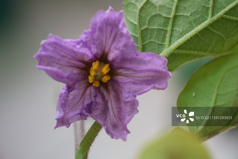 各种花与植物组图。石榴花。龙葵。豆角。茄子花。向日葵花。杜鹃。黄色圣女果。小西红柿。科普背景图图片素材