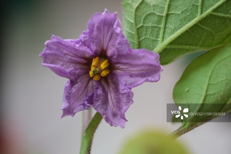 各种花与植物组图。石榴花。龙葵。豆角。茄子花。向日葵花。杜鹃。黄色圣女果。小西红柿。科普背景图图片素材