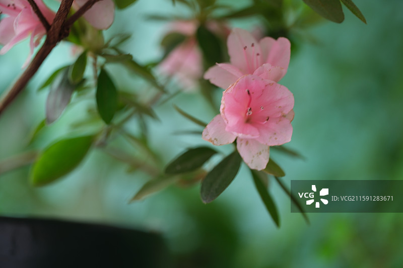 各种花与植物组图。石榴花。龙葵。豆角。茄子花。向日葵花。杜鹃。黄色圣女果。小西红柿。科普背景图图片素材