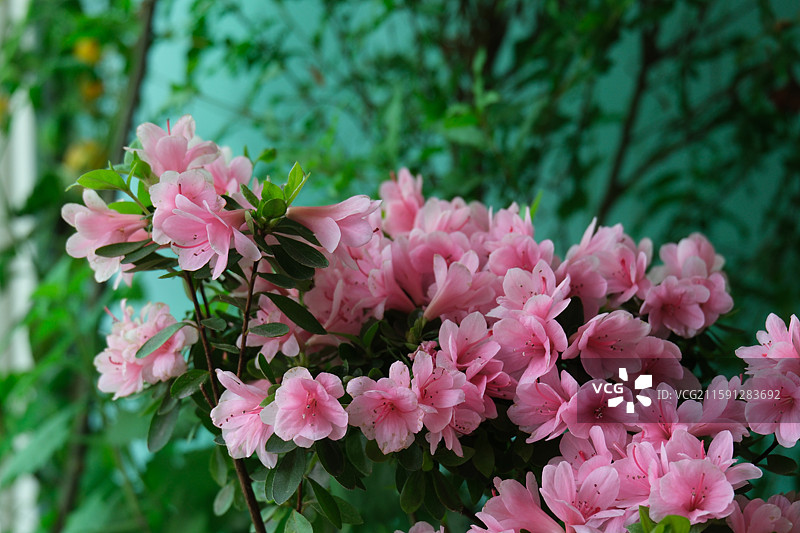 各种花与植物组图。石榴花。龙葵。豆角。茄子花。向日葵花。杜鹃。黄色圣女果。小西红柿。科普背景图图片素材