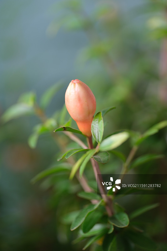 各种花与植物组图。石榴花。龙葵。豆角。茄子花。向日葵花。杜鹃。黄色圣女果。小西红柿。科普背景图图片素材