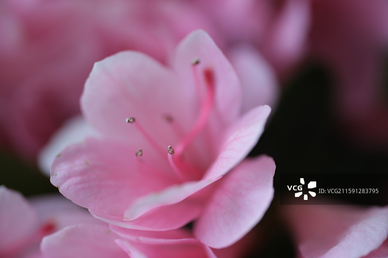 各种花与植物组图。石榴花。龙葵。豆角。茄子花。向日葵花。杜鹃。黄色圣女果。小西红柿。科普背景图图片素材