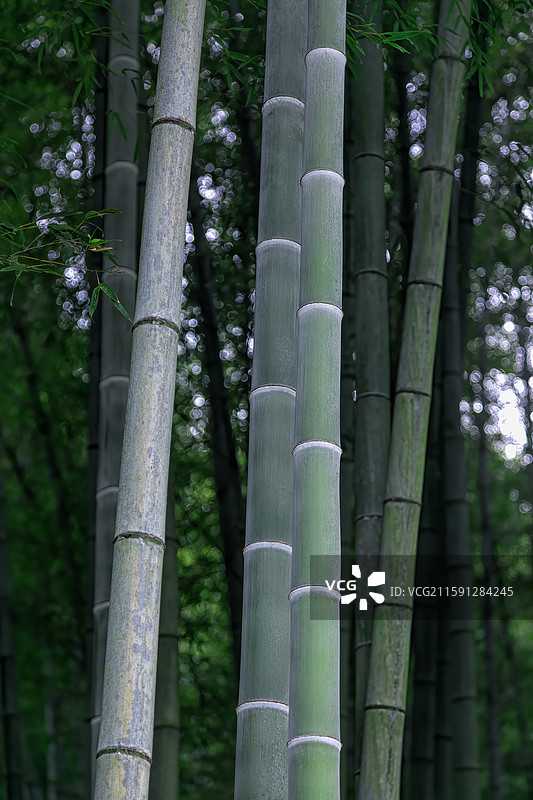 浙江湖州的竹林图片素材
