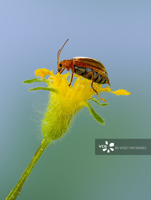 黄花与黄守瓜的邂逅图片素材