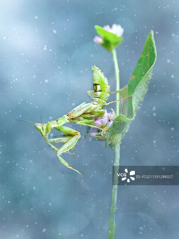 眼斑螳螂图片素材