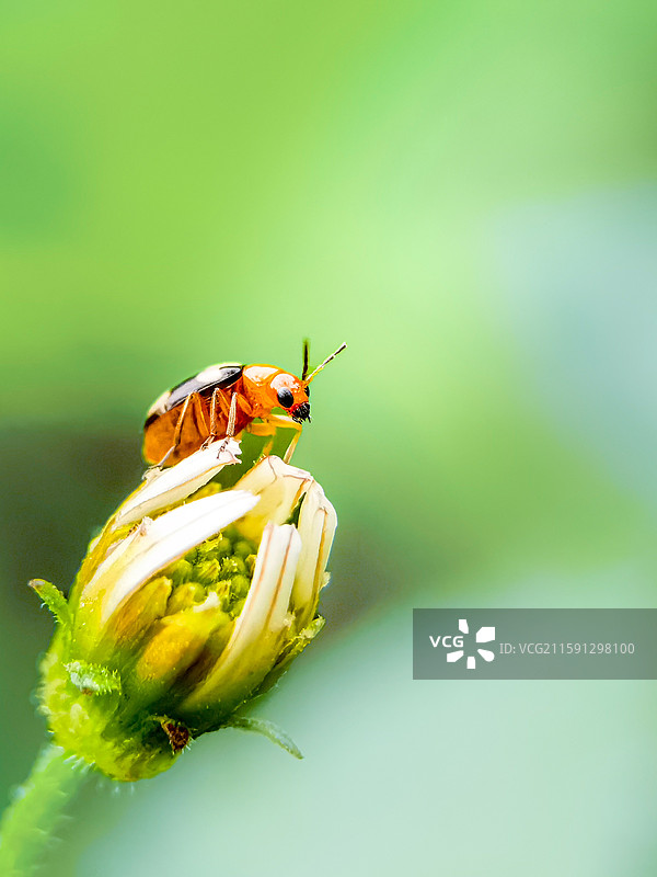 小甲虫的童话系列3图片素材