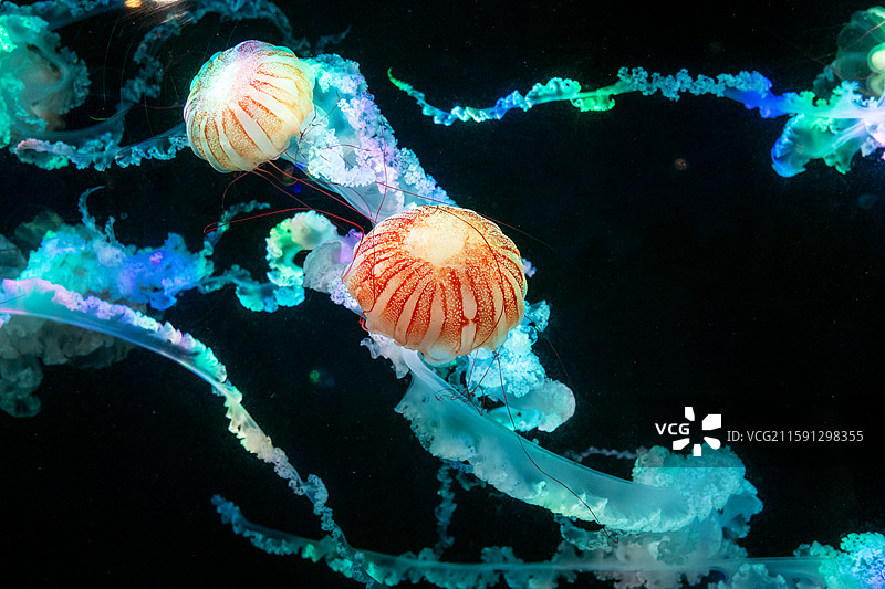 漂亮的南美海刺水母图片素材