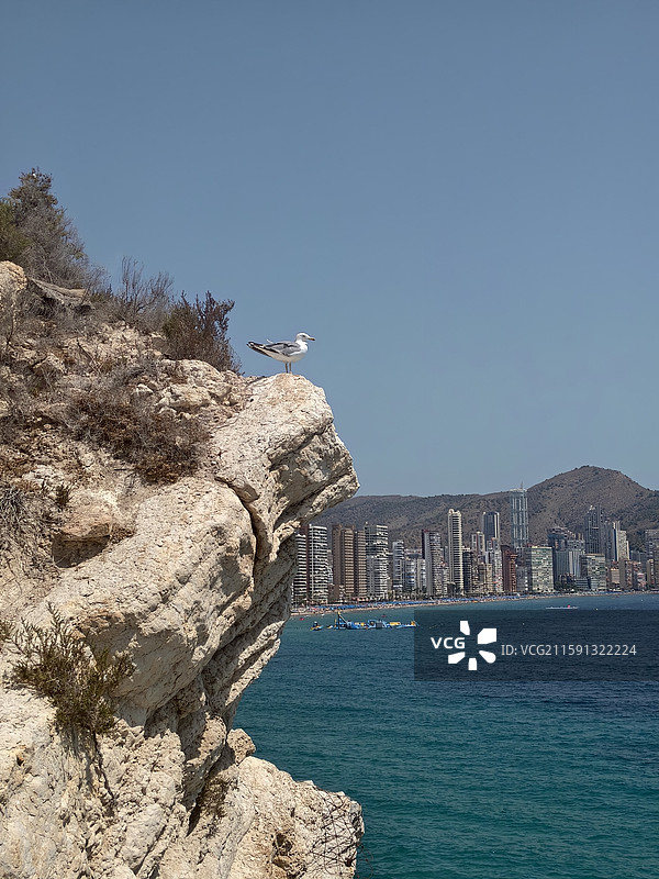 仰拍西班牙贝尼多姆海边海鸥和摩天大楼图片素材