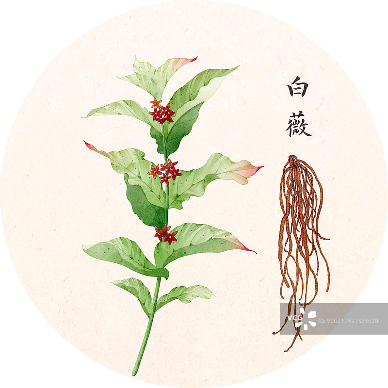 手绘本草纲目插画草部白薇图片素材