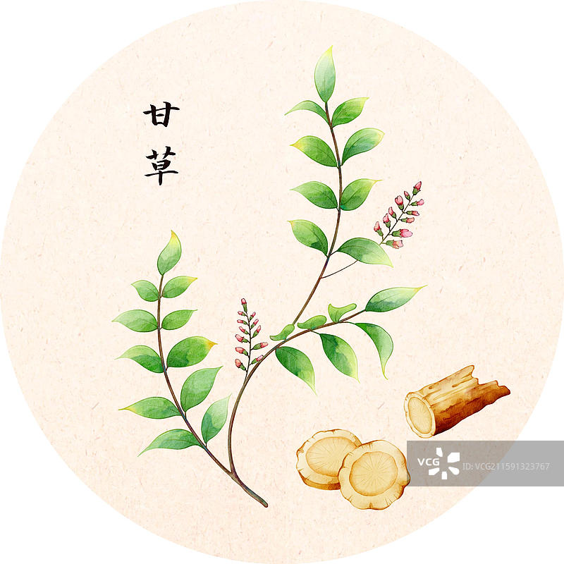 手绘本草纲目插画草部甘草图片素材