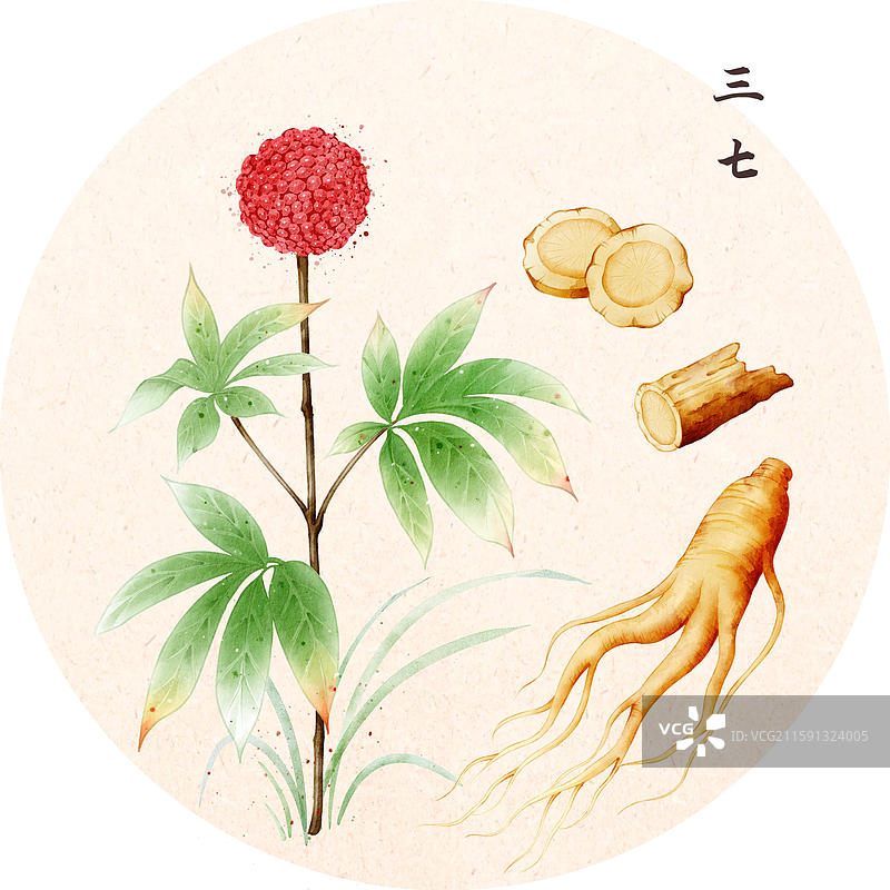 手绘本草纲目插画草部三七图片素材