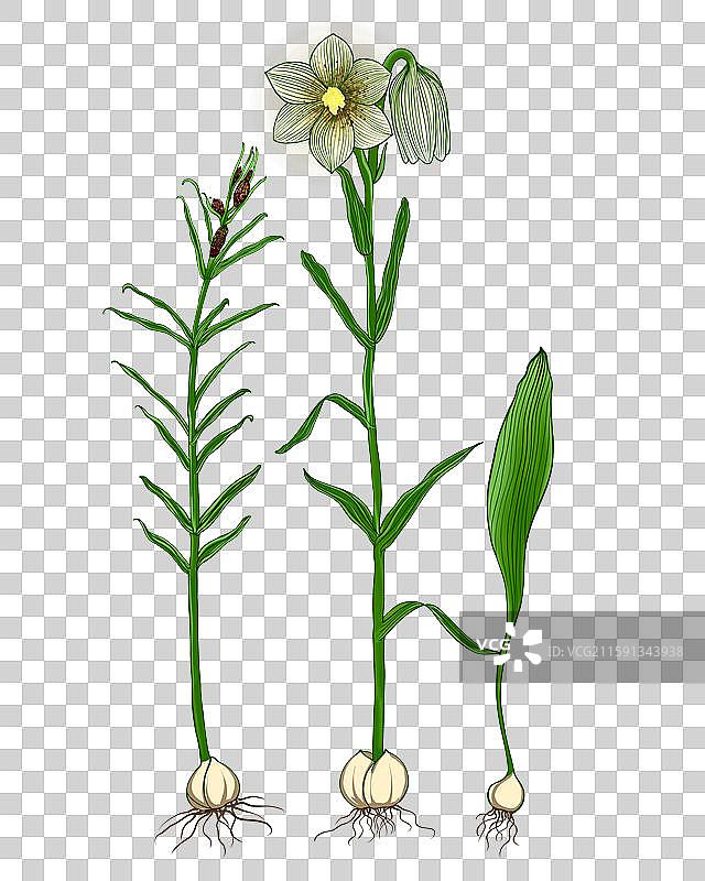 中药材贝母图片素材