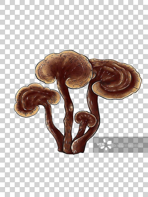 赤灵芝图片素材