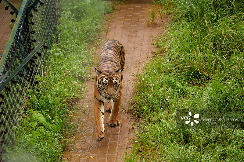动物园里的老虎豹子图片素材