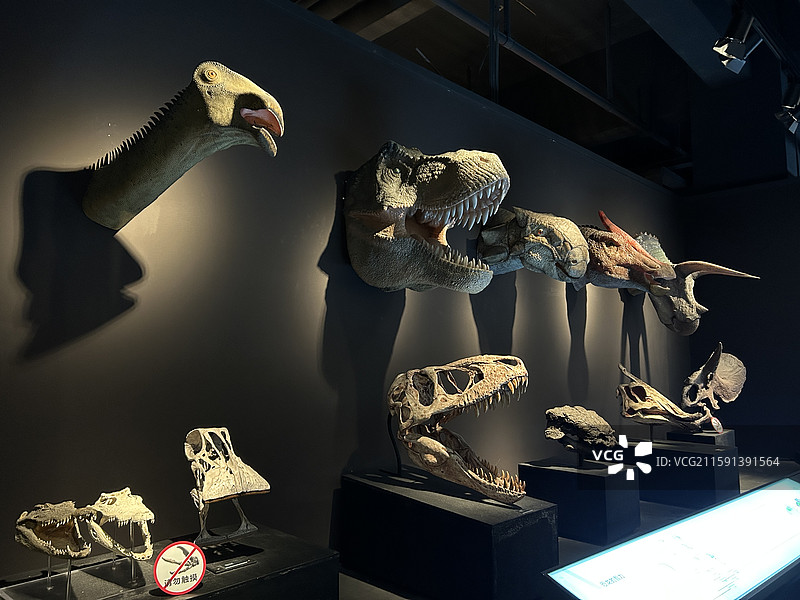 浙江自然博物院安吉馆恐龙馆陈列标本图片素材