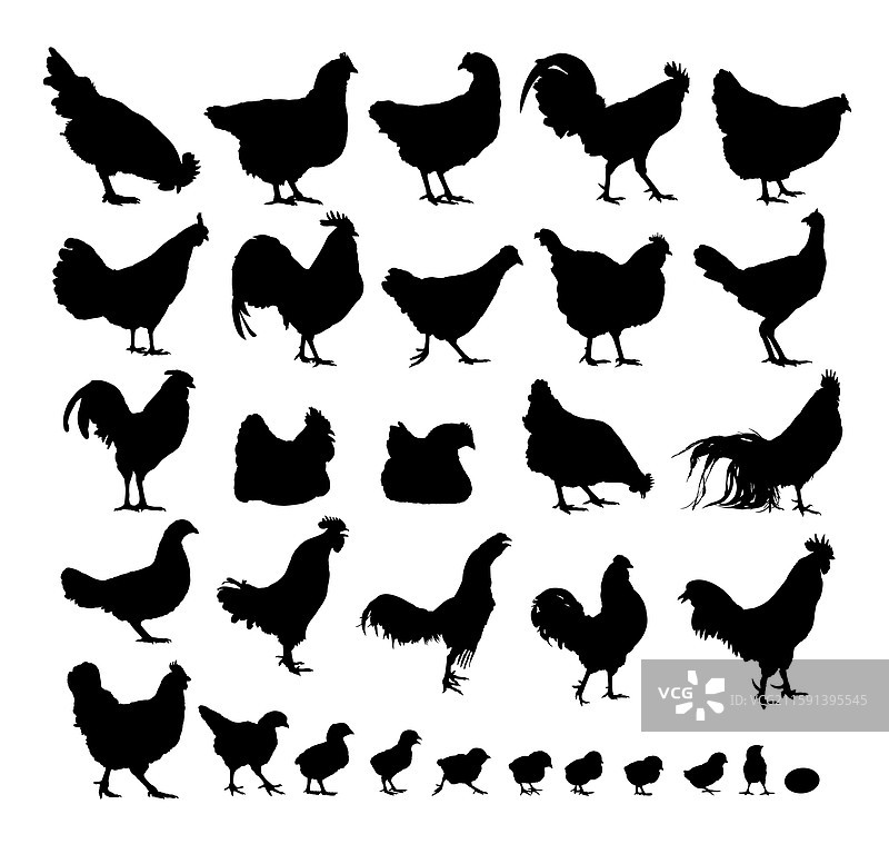 大鸡的轮廓剪影集图片素材