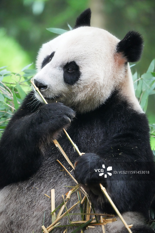 都江堰中华大熊猫苑图片素材