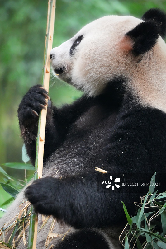 都江堰中华大熊猫苑图片素材