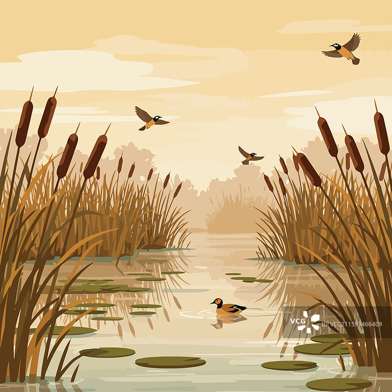 沼泽景观，飞翔的鸟类、鸭子和睡莲图片素材
