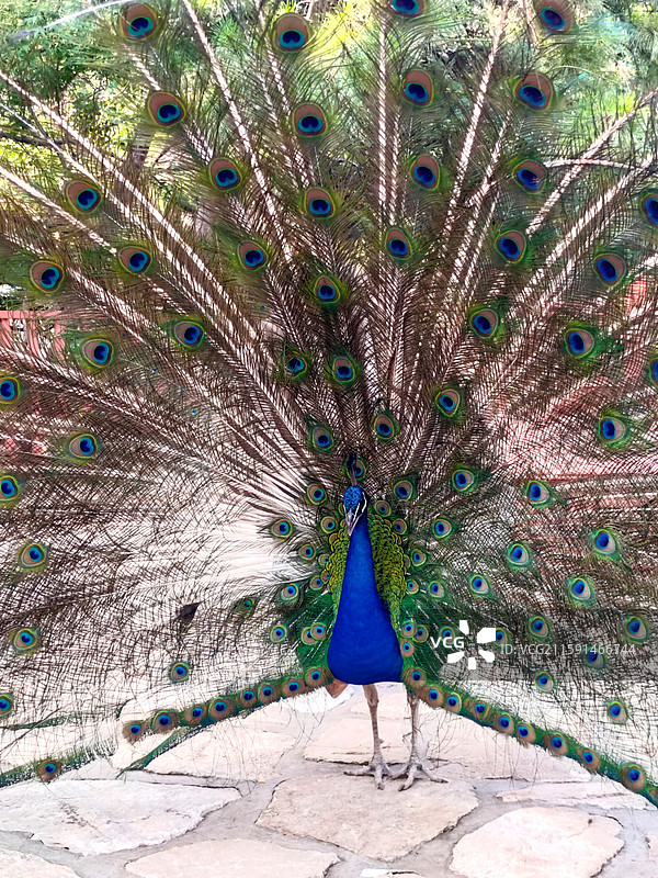 孔雀开屏图片素材