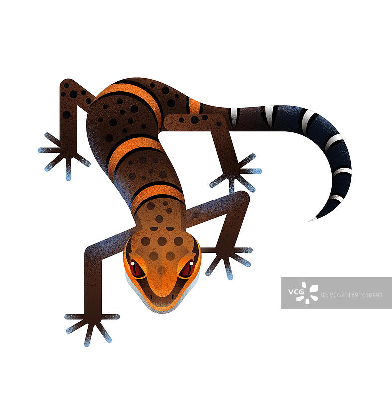 霸王岭睑虎图片素材