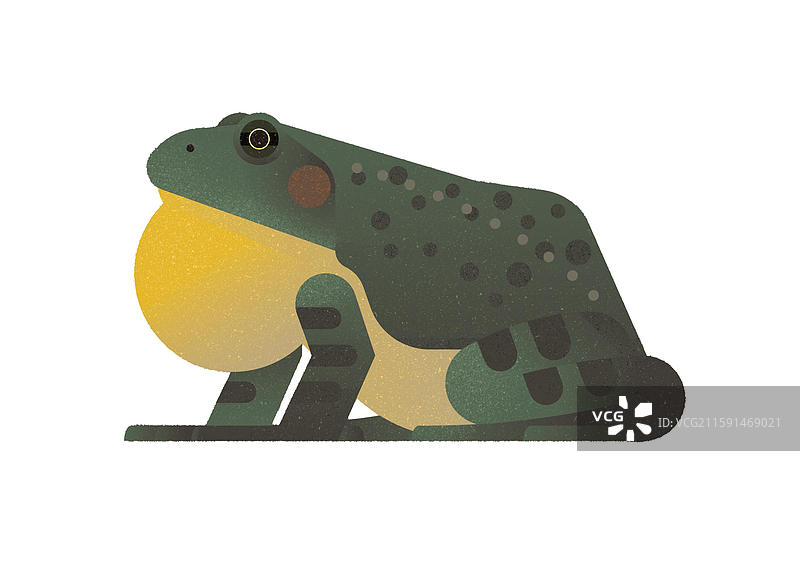 牛蛙鸣叫图片素材